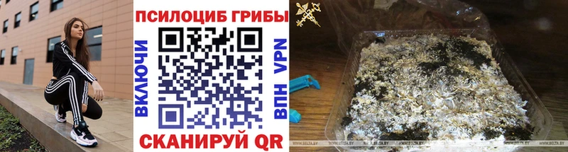 Галлюциногенные грибы Psilocybe  Купить закладки  Салехард 
